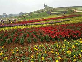 重慶橫山千畝花海